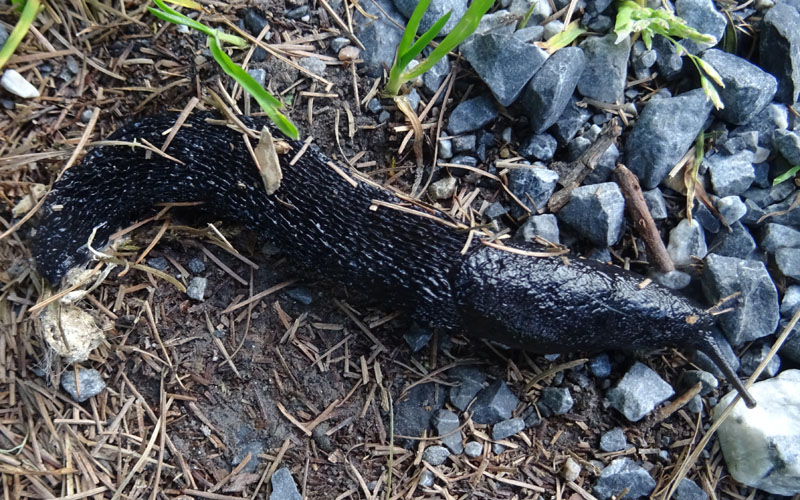 probabile Limax cinereoniger